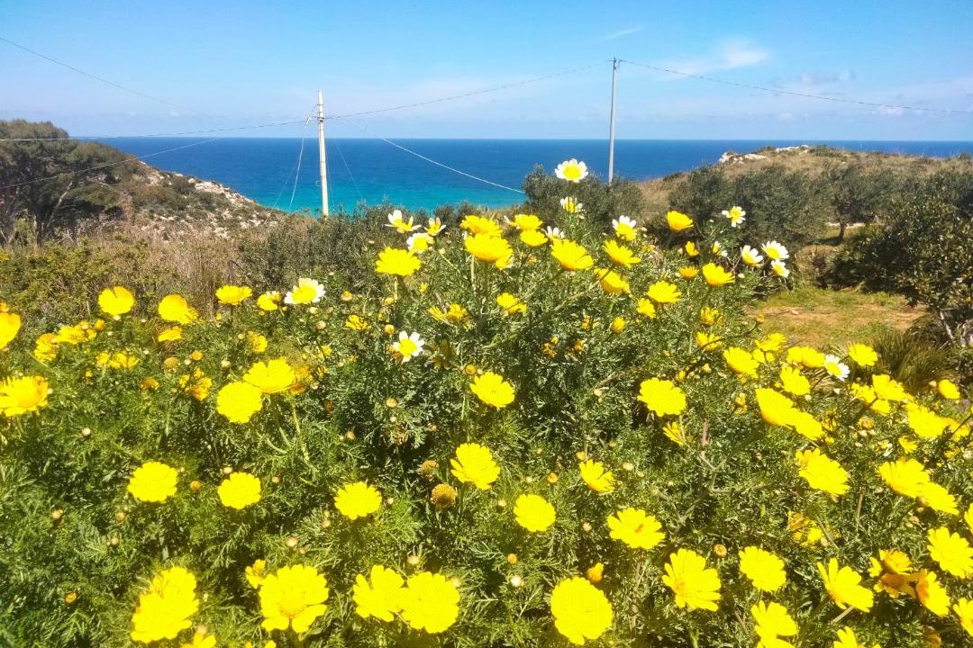 Photo of Others in Scopello