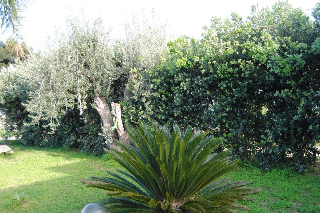 Photo of Others in Carini