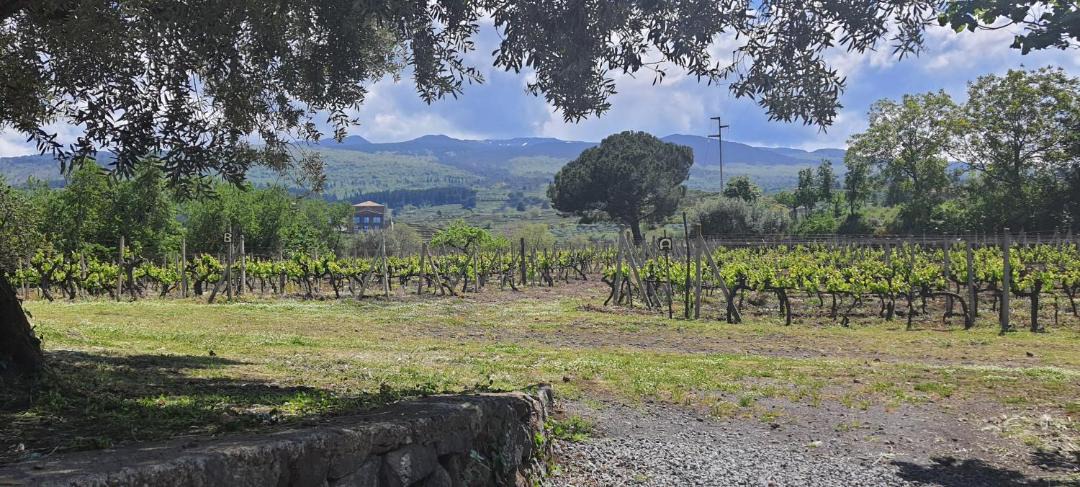 Photo of Outdoor in Passopisciaro