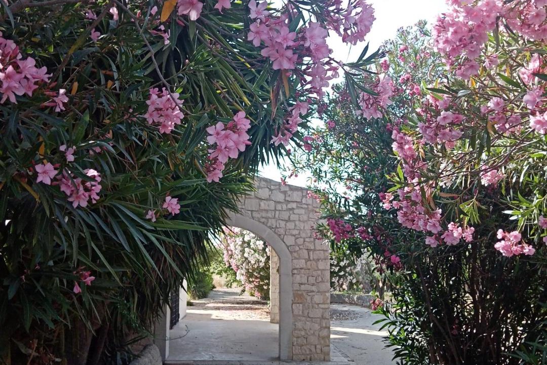 Photo of Others in Noto