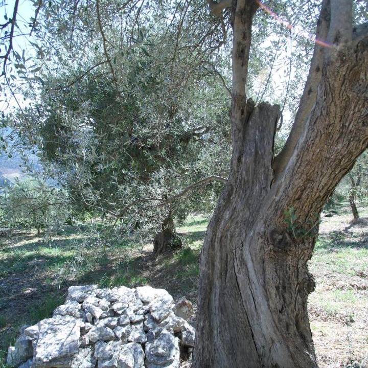 Photo of Others in Mirto