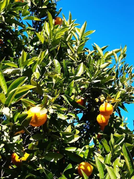 Photo of Outdoor in Fleri