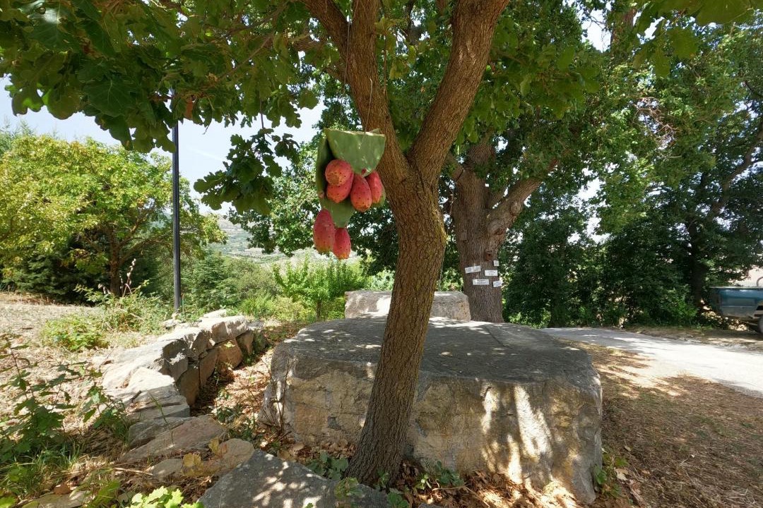 Photo of Others in Cammarata