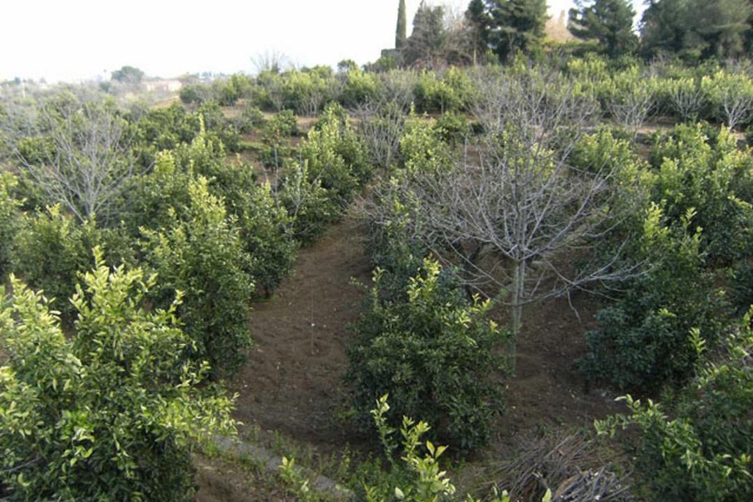 Photo of Outdoor in Macchia