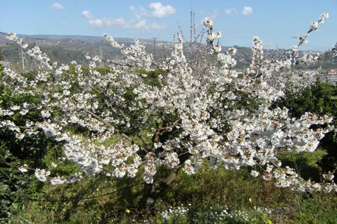 Photo of Others in Macchia