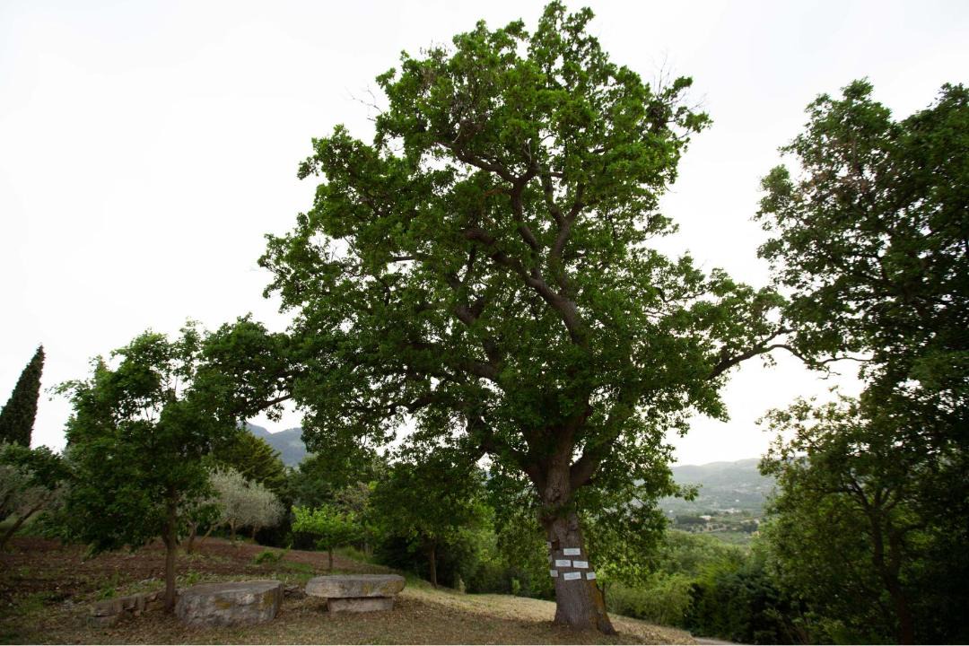 Photo of Others in Cammarata