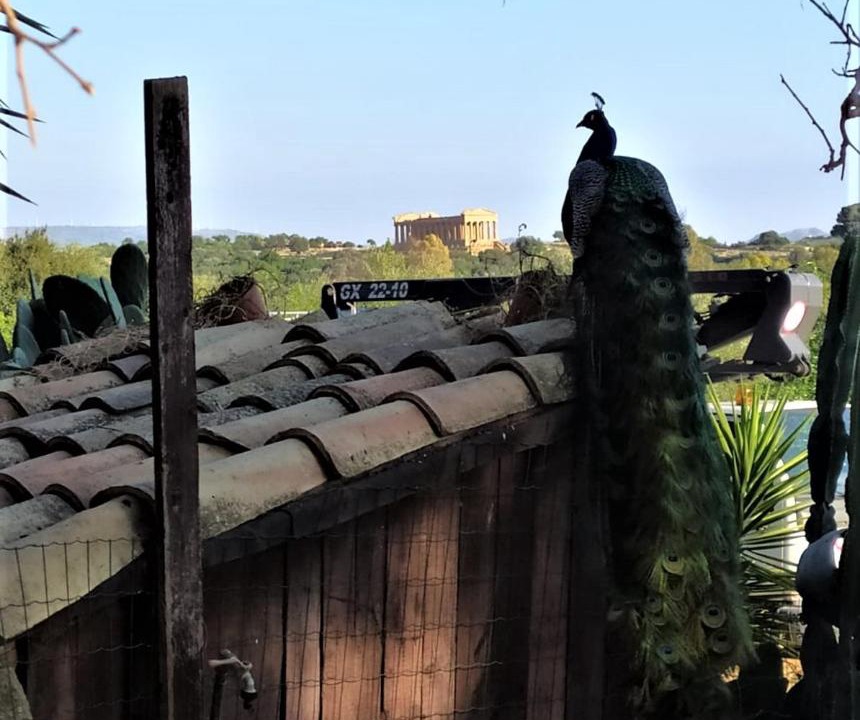 Photo of Others in Agrigento