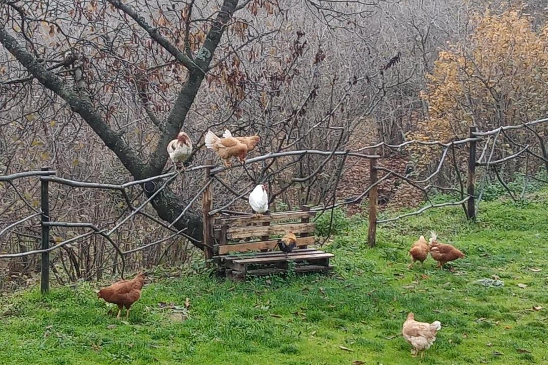 Photo of Others in Mascali