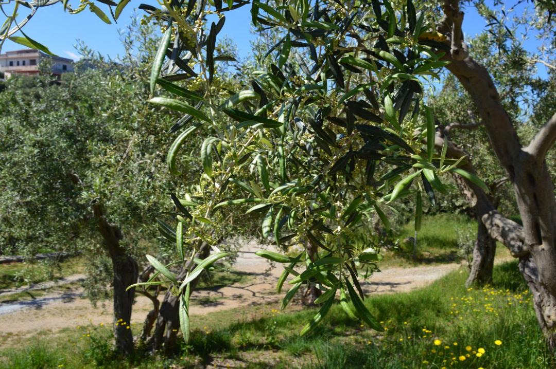 Photo of Others in Province of Messina