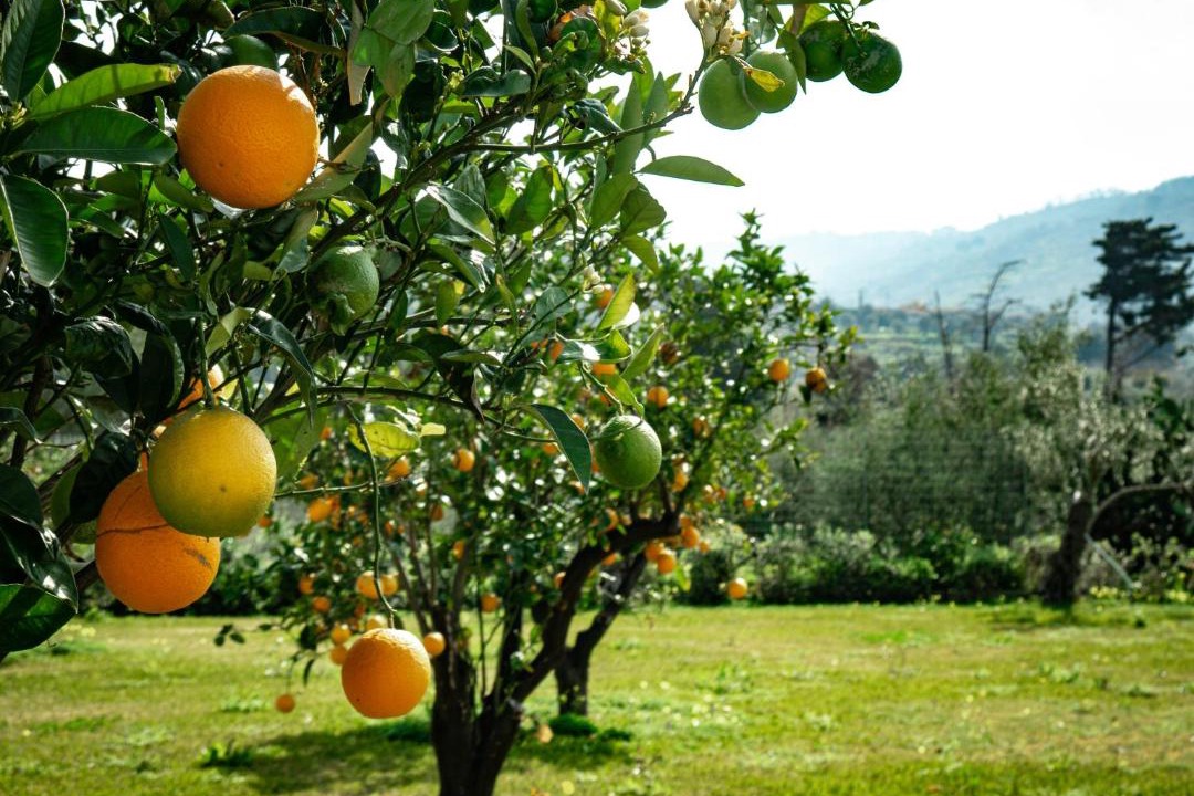 Photo of Others in Capo d'Orlando