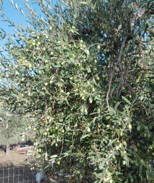 Photo of Others in Lercara Friddi