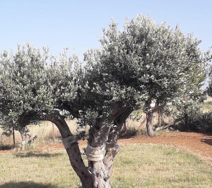 Photo of Outdoor in Birgi Vecchi
