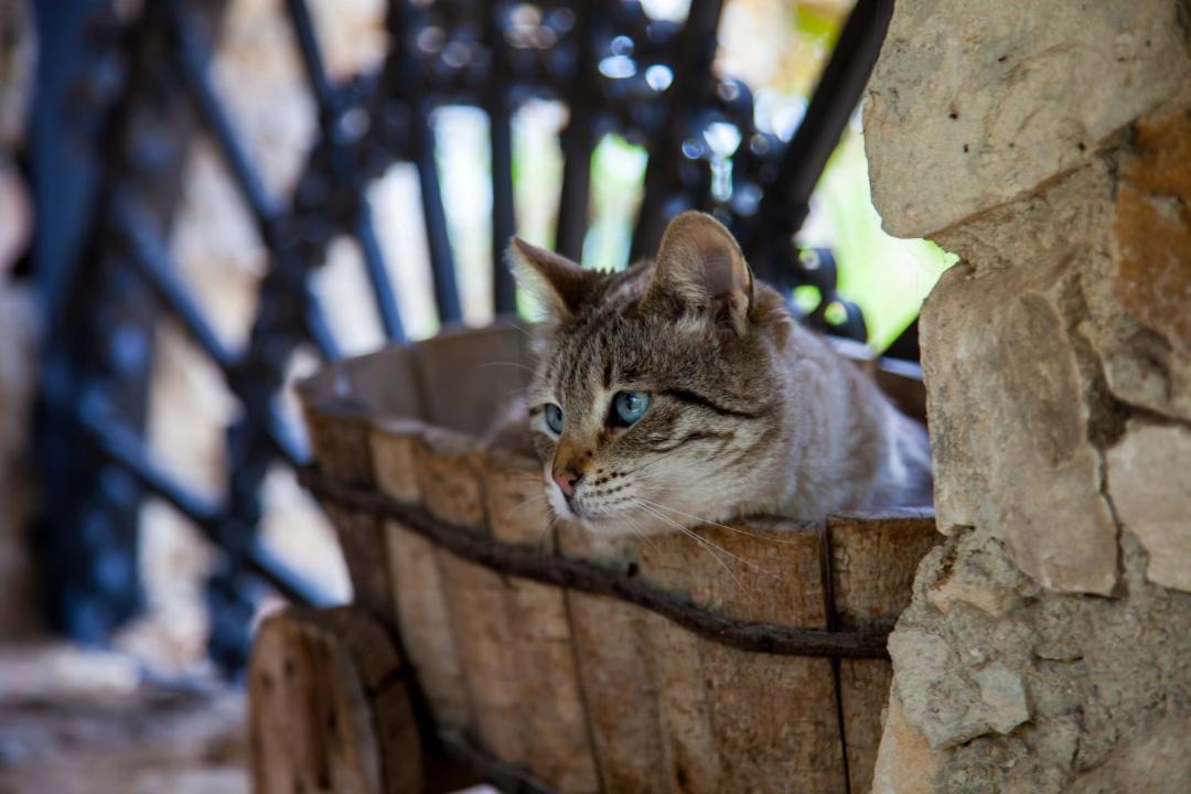 Photo of Others in Chiaramonte Gulfi