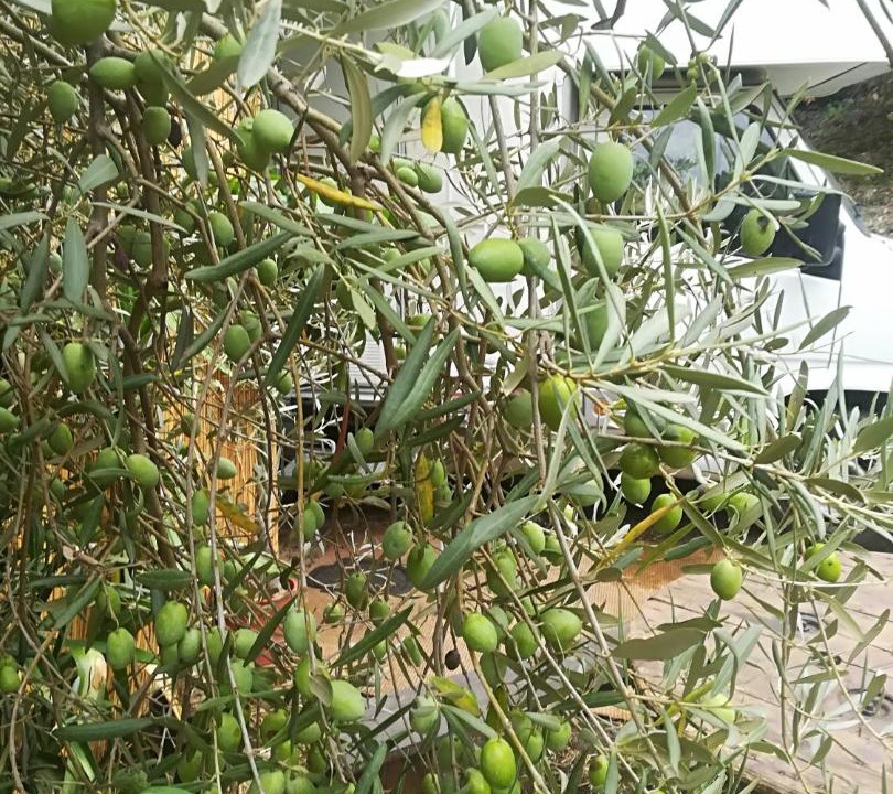 Photo of Others in Mascali