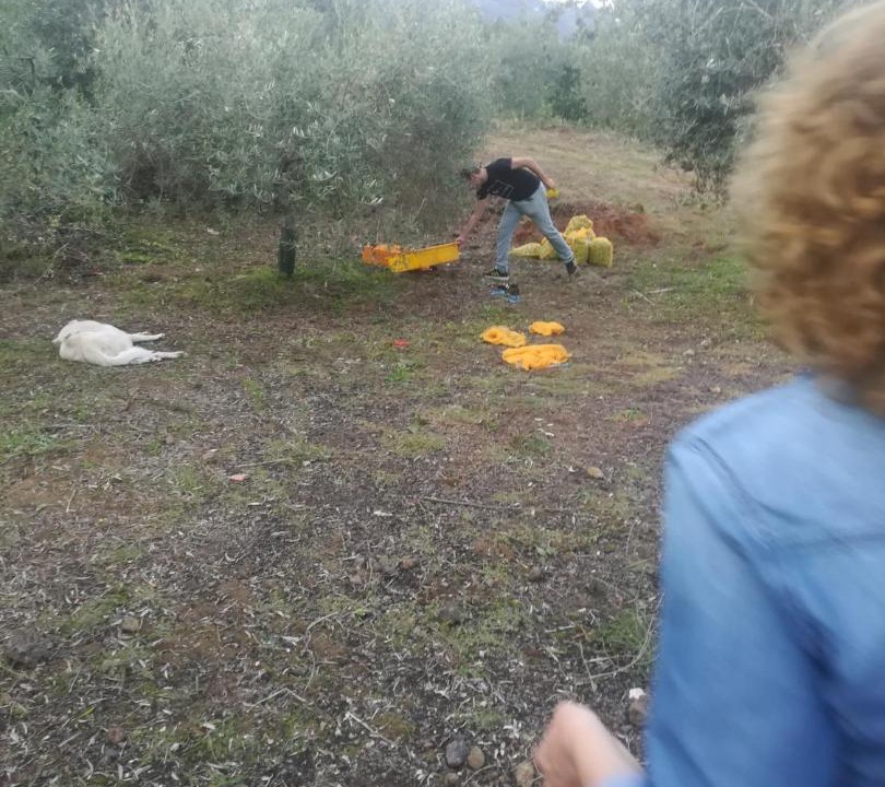 Photo of Others in Mascali