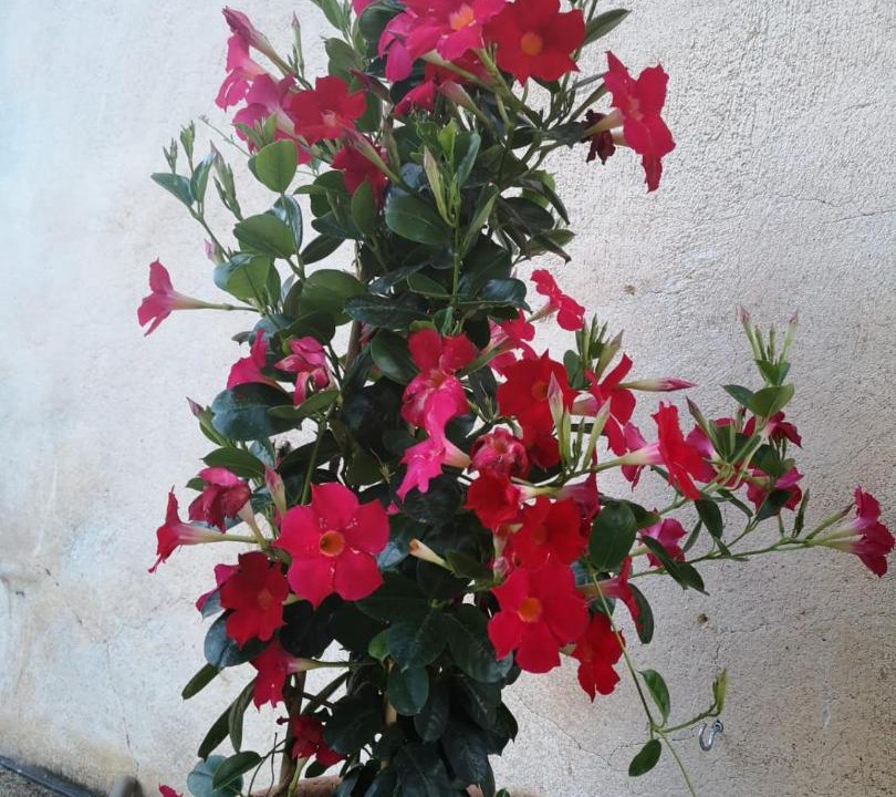 Photo of Others in San Mauro Castelverde