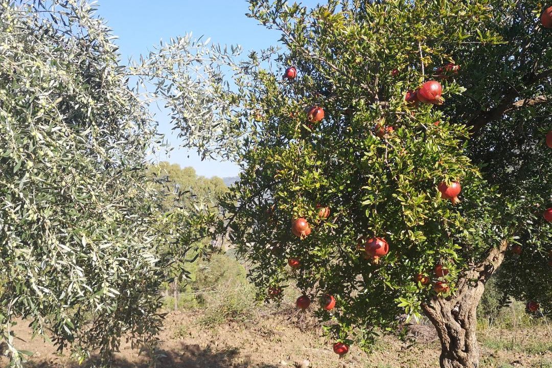 Photo of Outdoor in San Mauro Castelverde