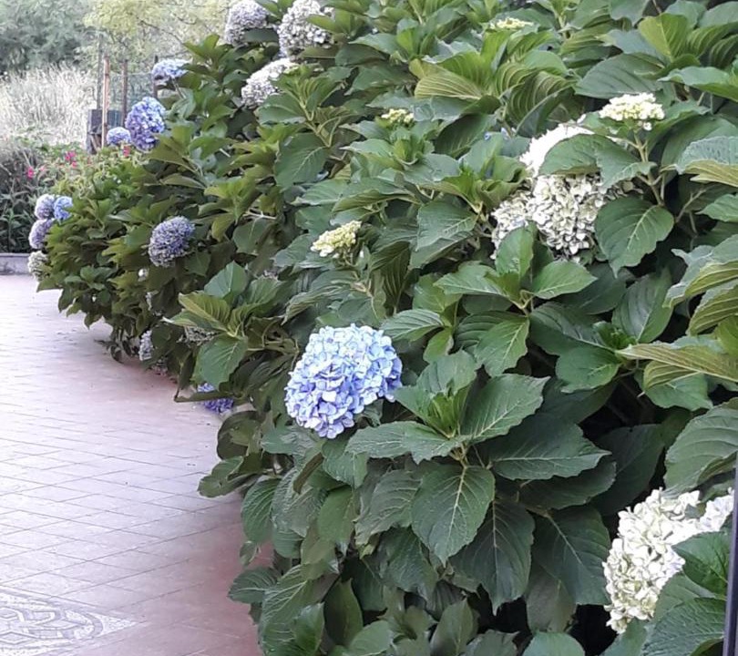 Photo of Outdoor in Zafferana Etnea