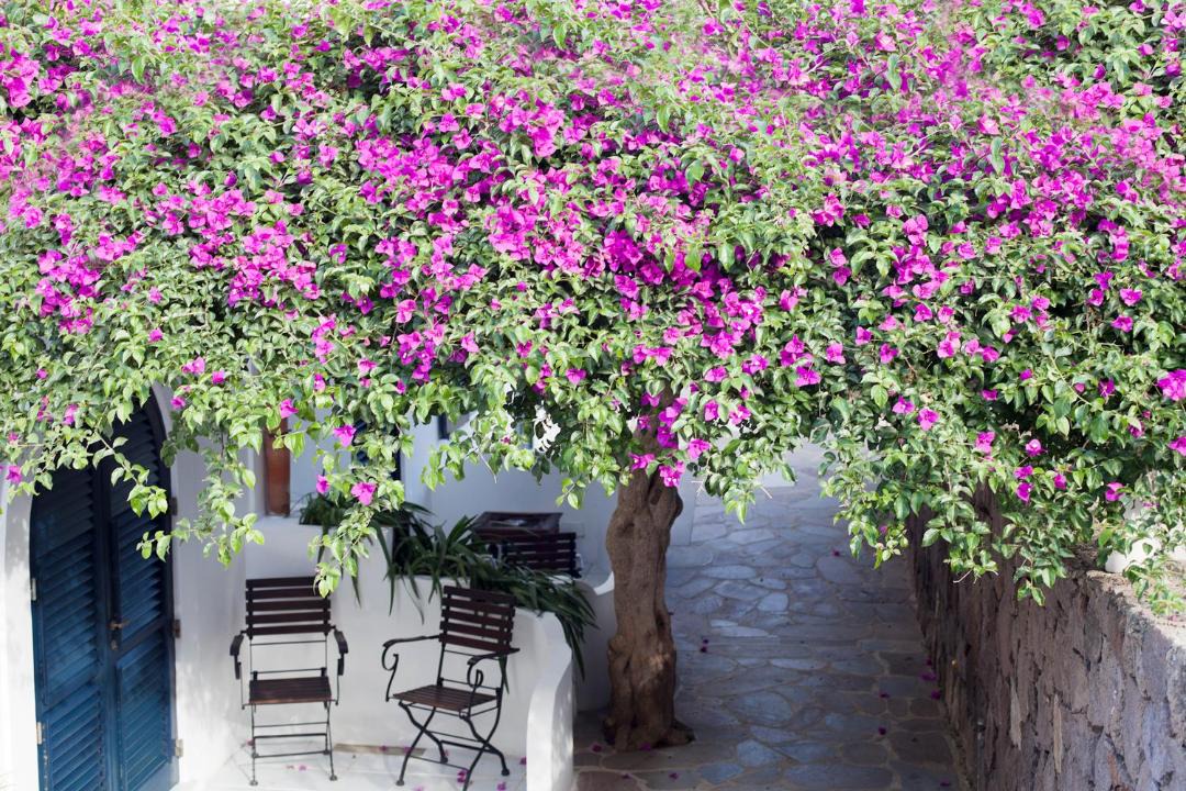 Photo of Others in Panarea