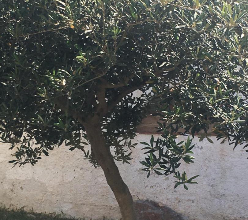 Photo of Outdoor in San Vito Lo Capo