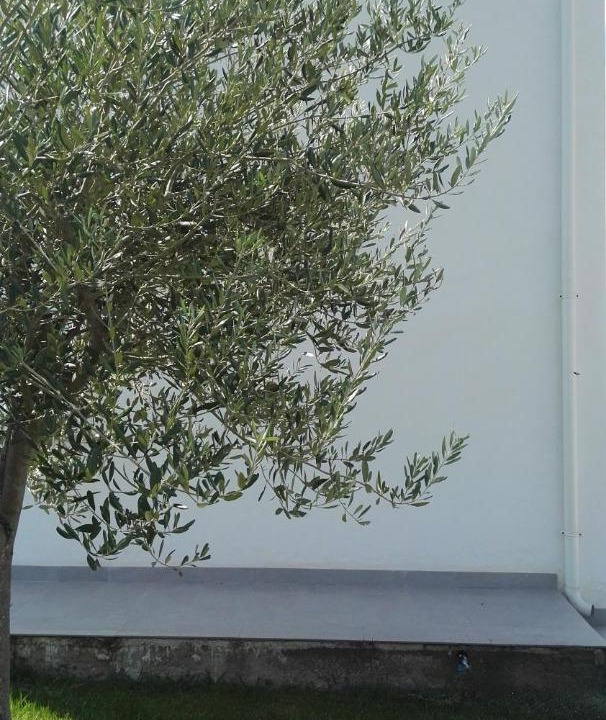 Photo of Outdoor in Reitani