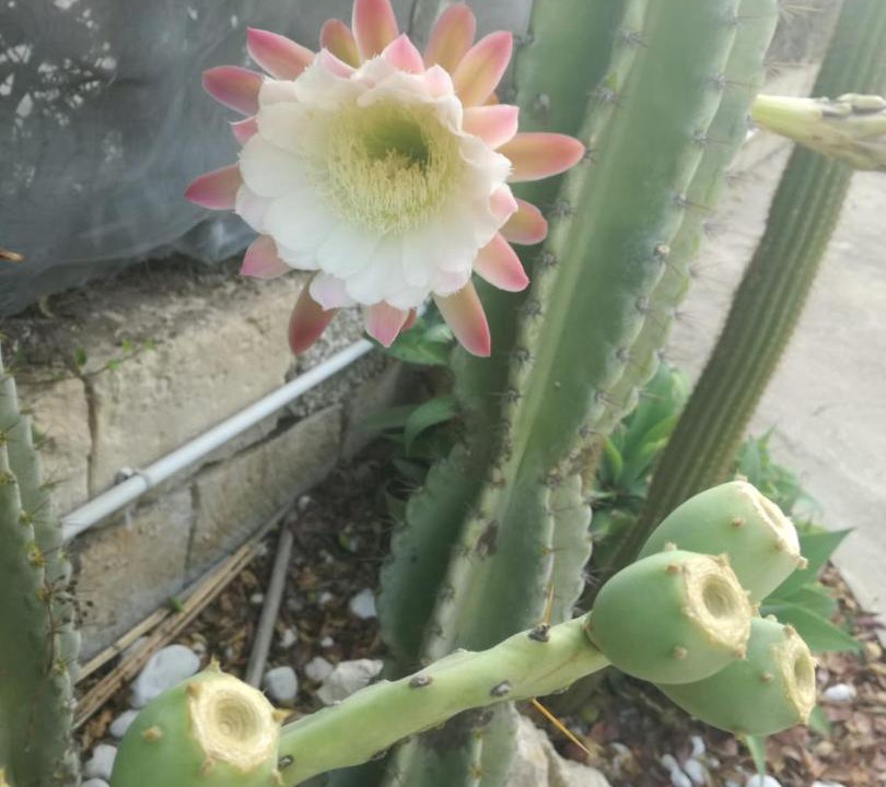 Photo of Outdoor in San Lorenzo