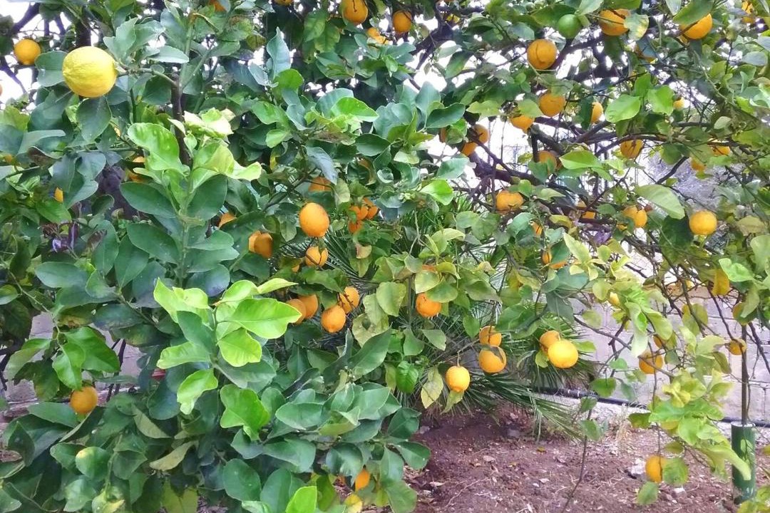 Photo of Outdoor in Gallina