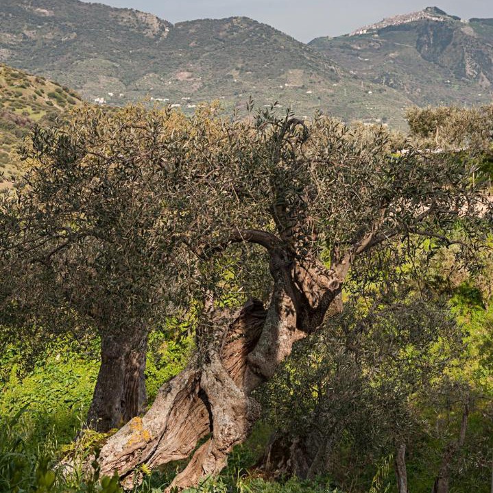 Photo of Others in Castelbuono