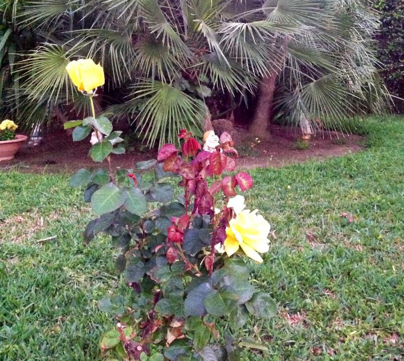 Photo of Outdoor in Arenella