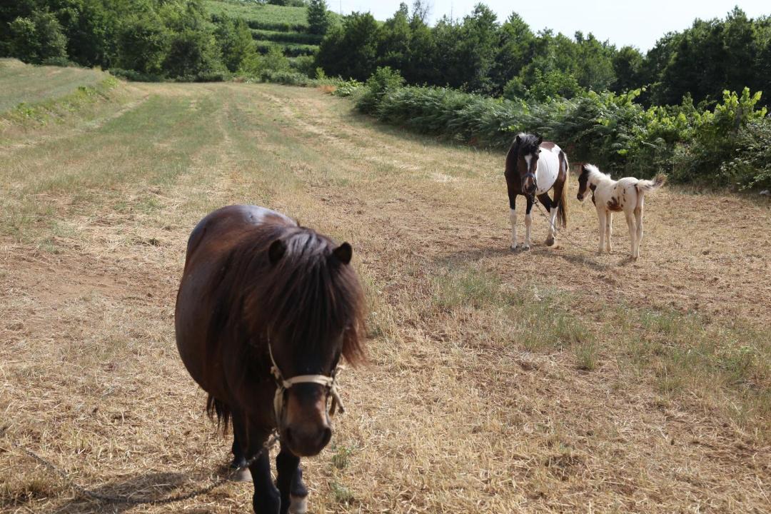 Photo of Others in Gerocarne
