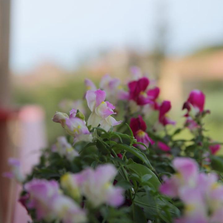 Photo of Others in Agrigento
