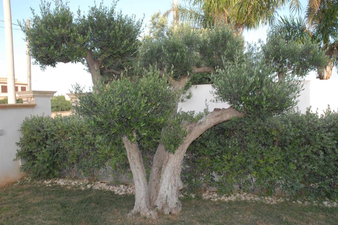 Photo of Others in Mazara del Vallo