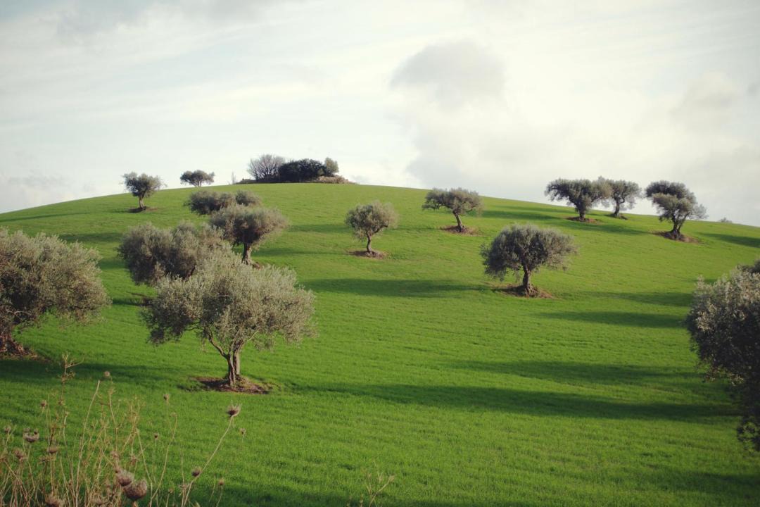 Photo of Others in Ragusa