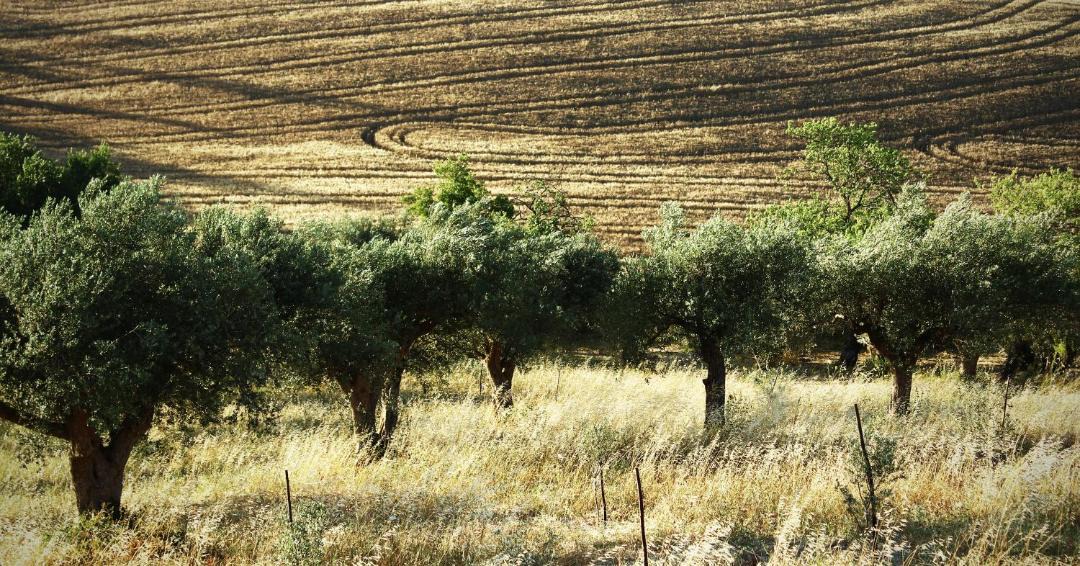 Photo of Outdoor in Ragusa