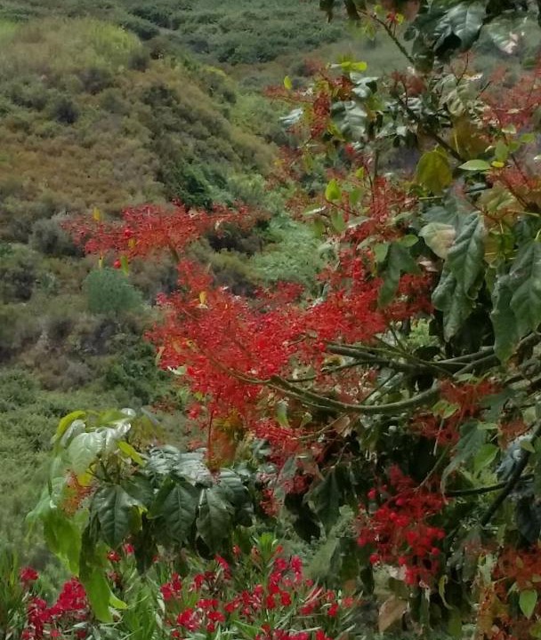 Photo of Others in Lipari