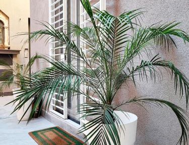 One-Bedroom Apartment - Non-Smoking